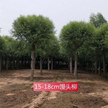 河北馒头柳15-16-17公分馒头柳景观苗木精心种植