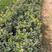 金边黄杨高15到30厘米福建漳州苗木基地种植