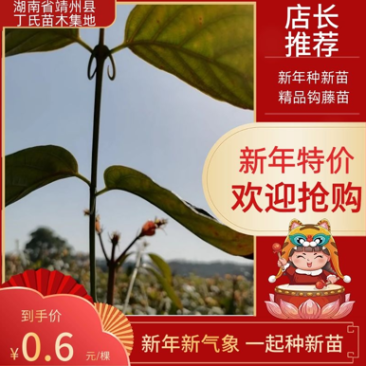 优质双钩藤苗，谁种谁丰收，苗子健壮成活率高，种植简单，