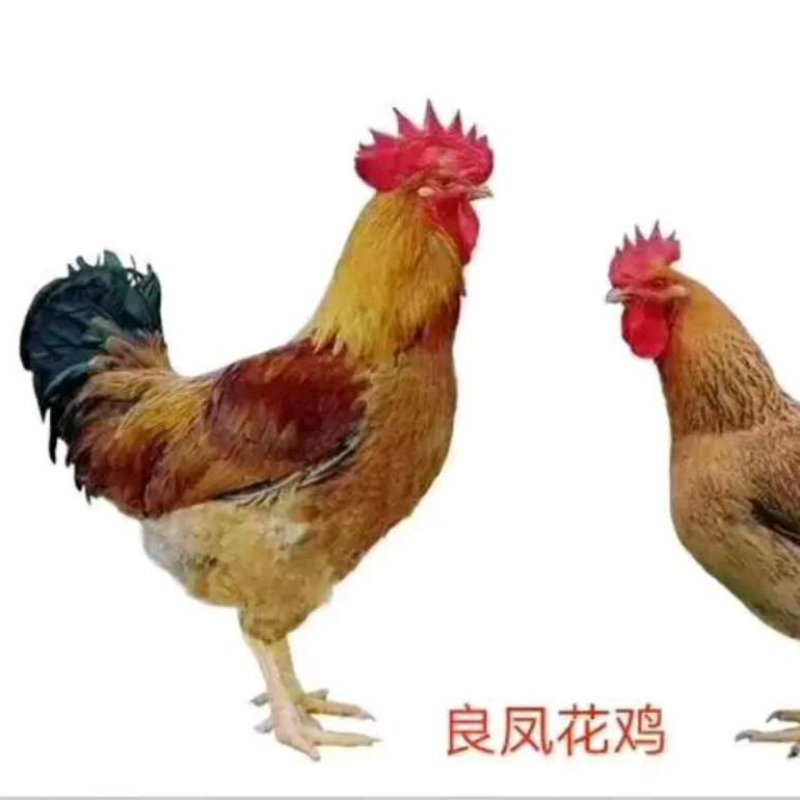 厂家直销快大型良凤花鸡苗包疫苗包成活