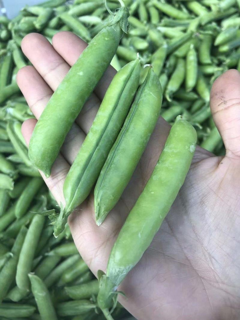 露天新鲜豌豆莢，长条、饱满，米粒嫩香软，给你不一样的绿色
