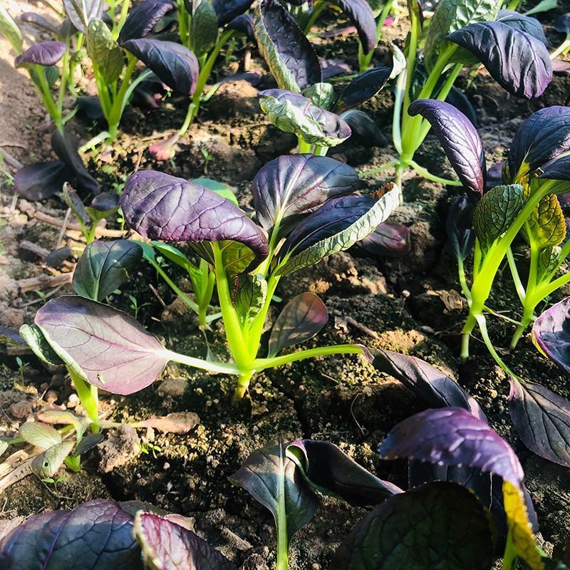 紫美人油菜种子，半直立，紫色有光泽叶柄翠绿，品质佳
