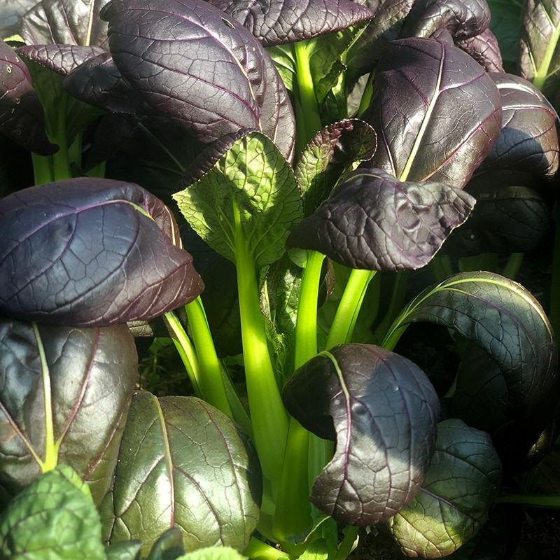 紫美人油菜种子，半直立，紫色有光泽叶柄翠绿，品质佳