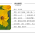 菊花种子多年生大花金鸡菊种子四季易播耐阴耐寒花坛打造花海