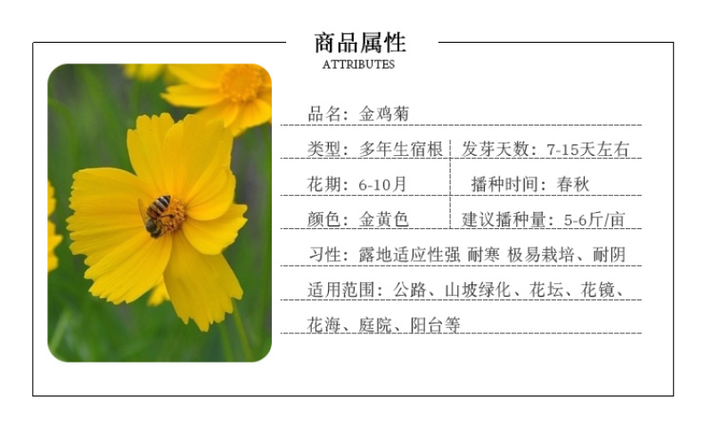菊花种子多年生大花金鸡菊种子四季易播耐阴耐寒花坛打造花海