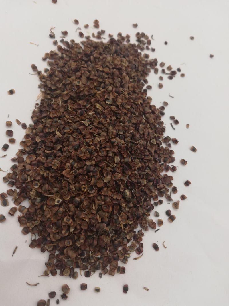 菊花种子多年生大花金鸡菊种子四季易播耐阴耐寒花坛打造花海