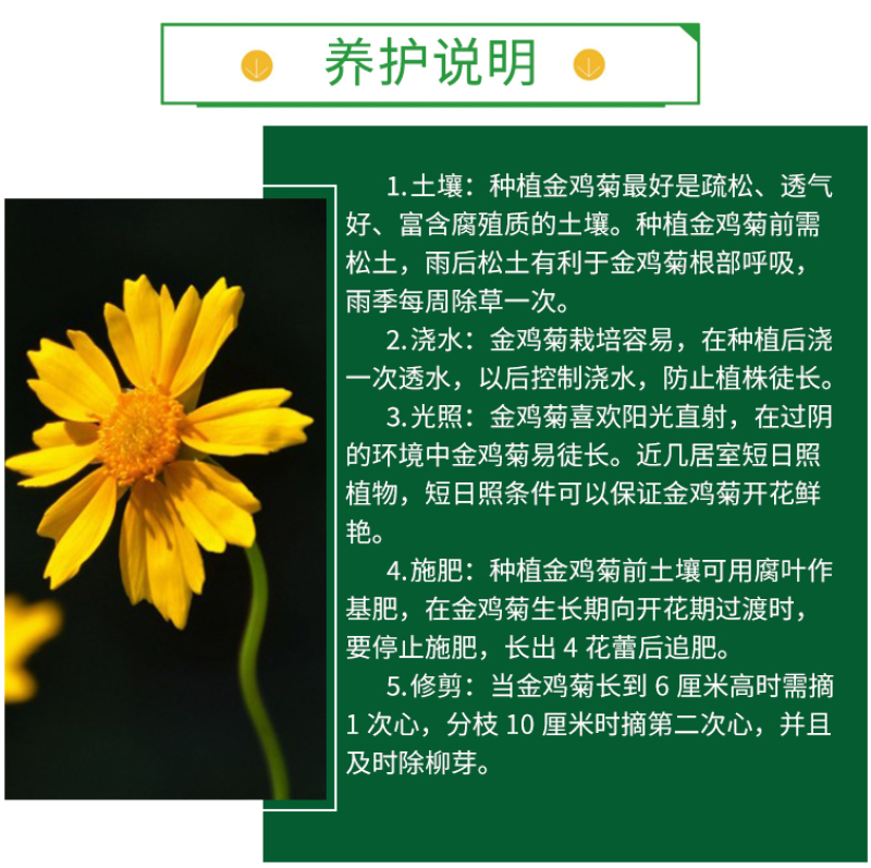 菊花种子多年生大花金鸡菊种子四季易播耐阴耐寒花坛打造花海