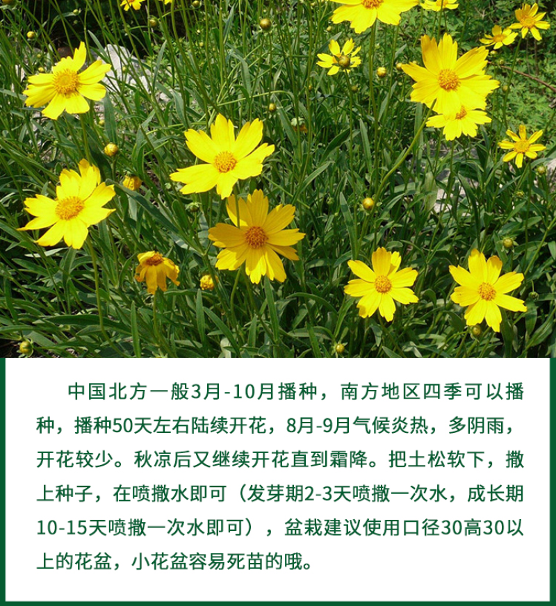 菊花种子多年生大花金鸡菊种子四季易播耐阴耐寒花坛打造花海