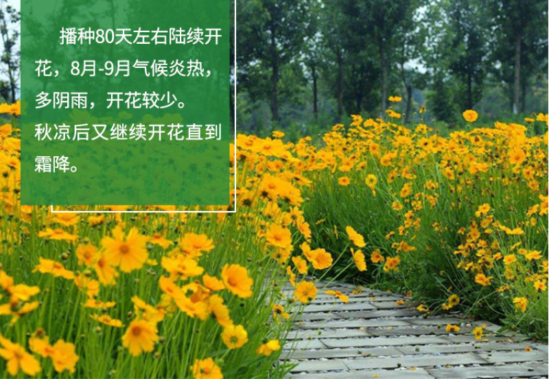 菊花种子多年生大花金鸡菊种子四季易播耐阴耐寒花坛打造花海