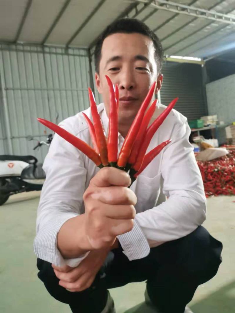 艳红种子，椒多多2号朝天椒种子，全国畅销品种，现在有货