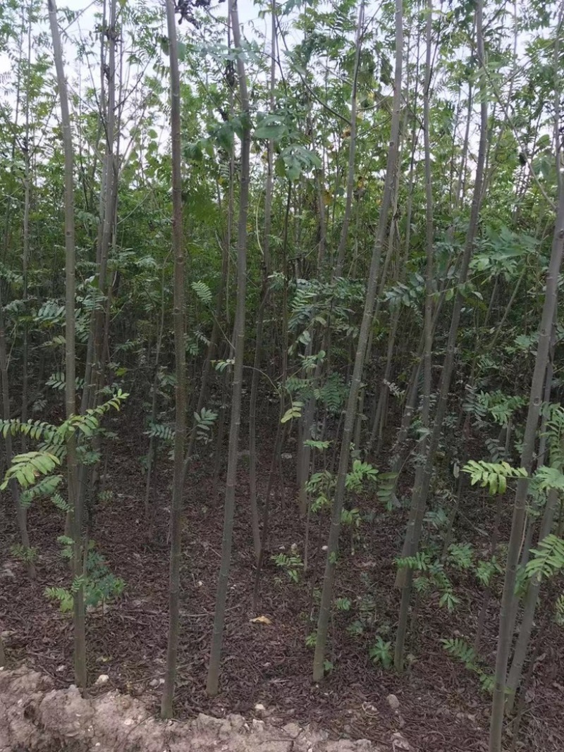 元宝树又名枫杨树1至20公分，全国发货，绿化环境，质量保证