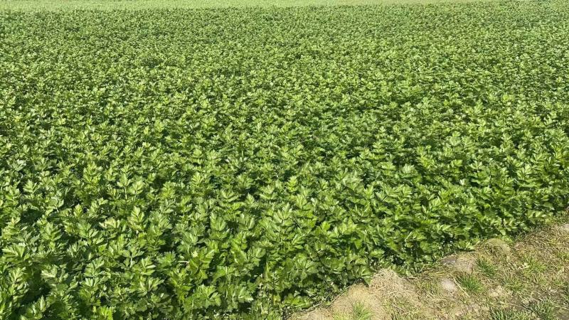 四川彭州西芹质量标准50公分以上500克以上