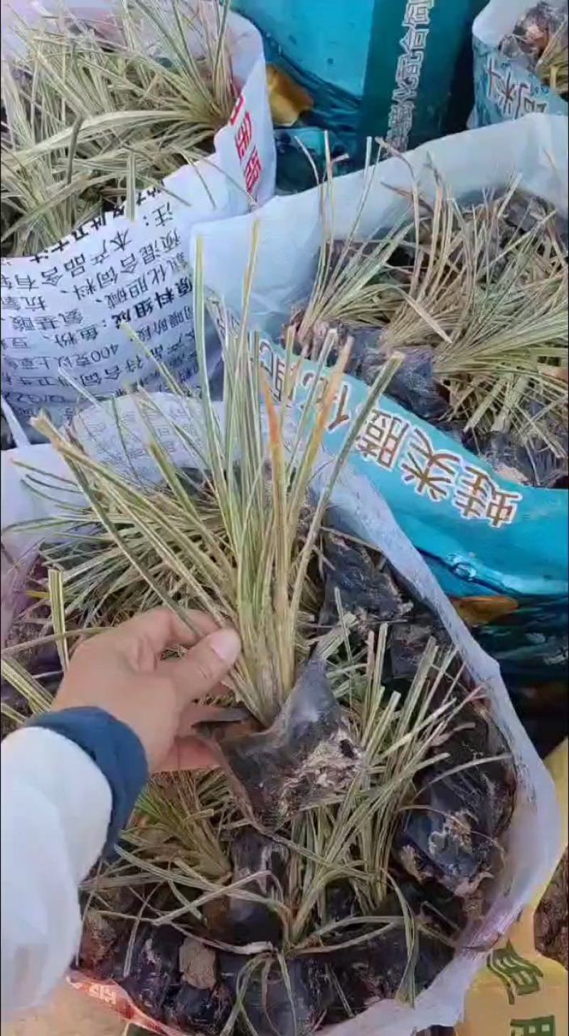 银边草高20到30厘米福建漳州苗木基地批发