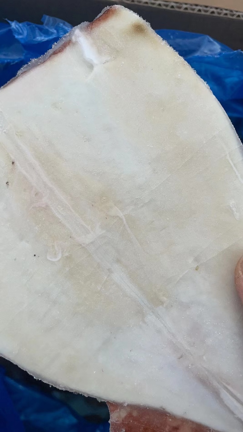 鲜冻鱿鱼干鱿鱼片去内脏单冻尤鱼火锅食材自助餐