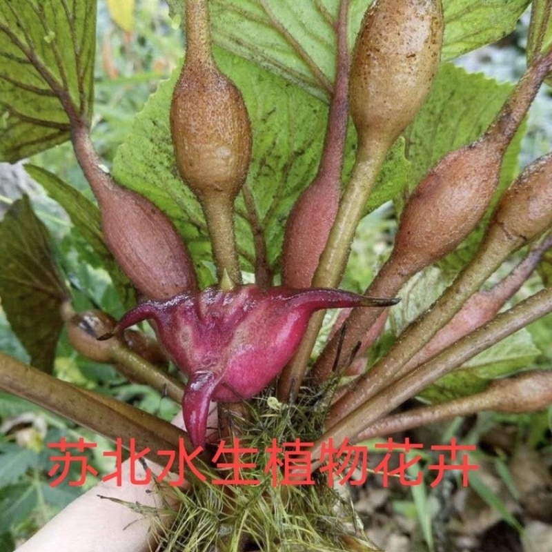 高产大菱角种子菱角苗种植四季水生植物红菱角种子青菱角