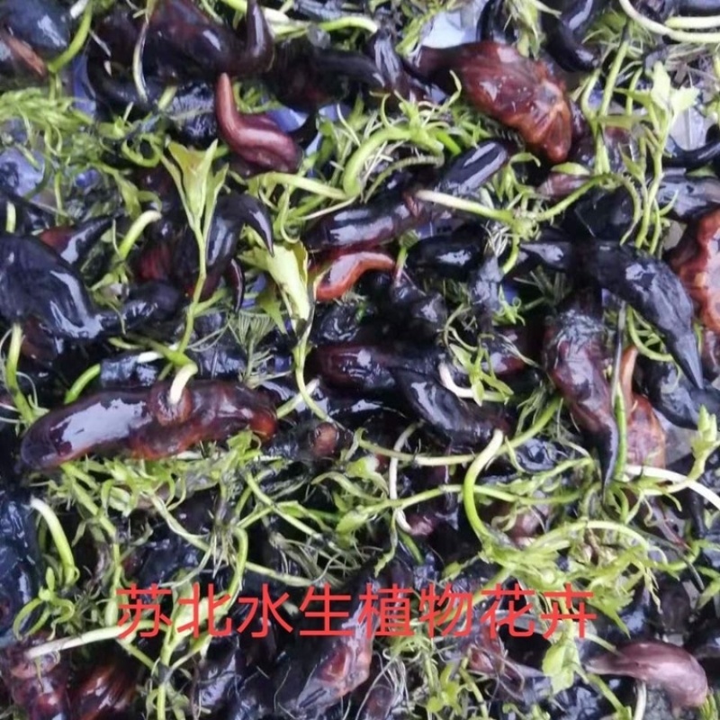 高产大菱角种子菱角苗种植四季水生植物红菱角种子青菱角