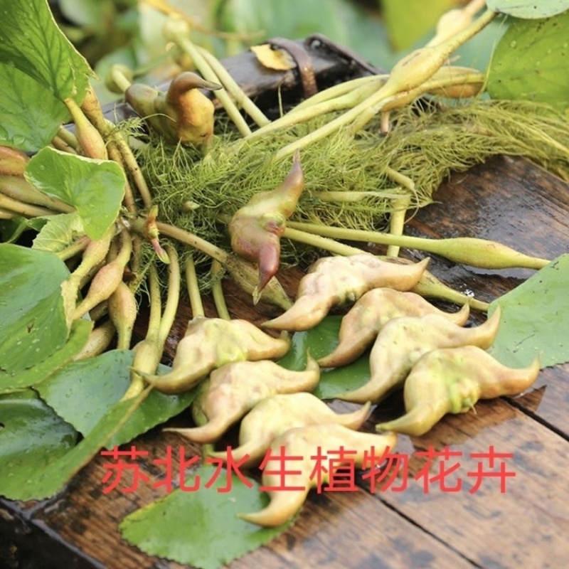 高产大菱角种子菱角苗种植四季水生植物红菱角种子青菱角