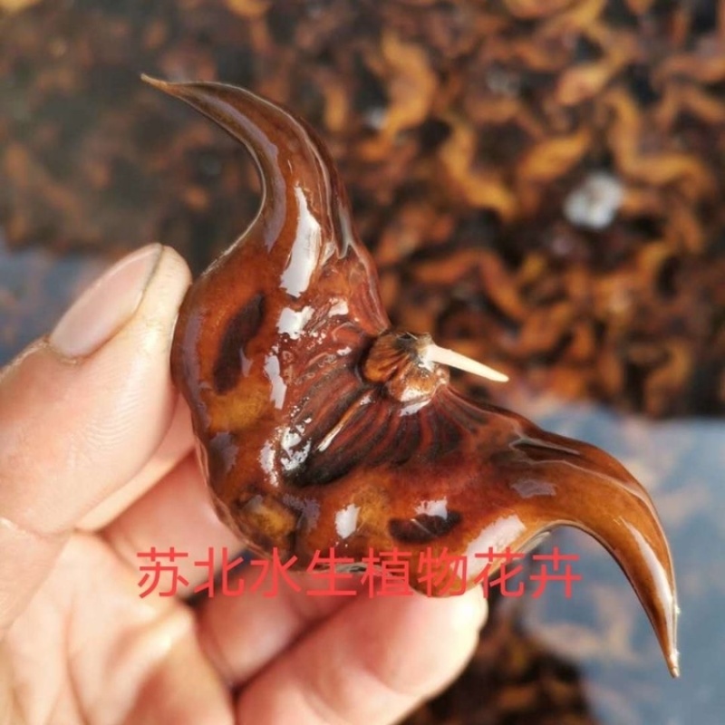 高产大菱角种子菱角苗种植四季水生植物红菱角种子青菱角