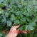 高产大菱角种子菱角苗种植四季水生植物红菱角种子青菱角