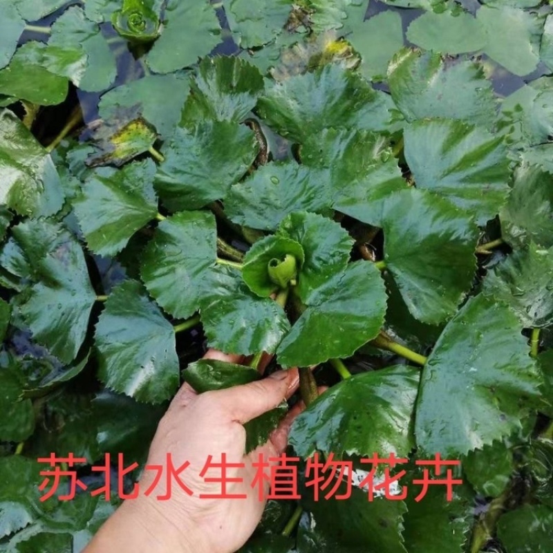 高产大菱角种子菱角苗种植四季水生植物红菱角种子青菱角