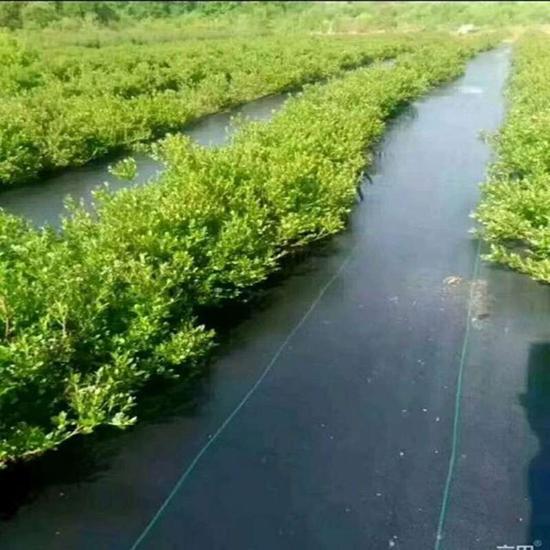 防草布农用除草布果园抗老化果树耐用地膜透气保湿园艺地布盖