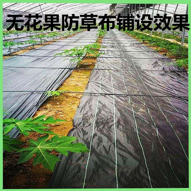 防草布农用除草布果园抗老化果树耐用地膜透气保湿园艺地布盖