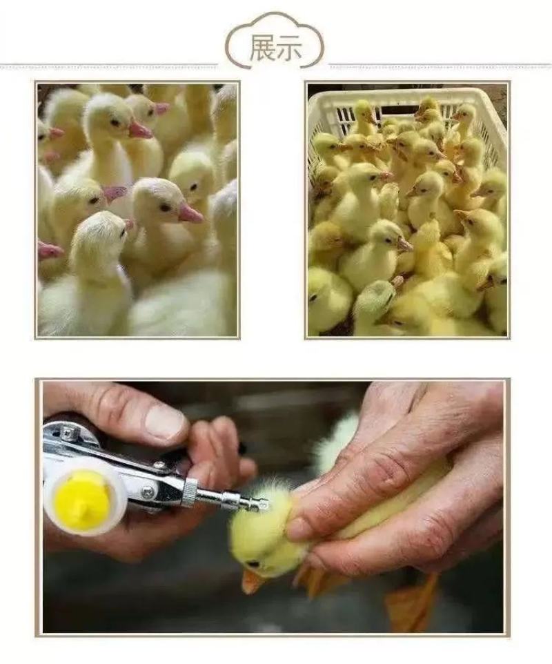 狮头鹅苗包防疫包运输包成活率货到满意付款一次合作终身朋友