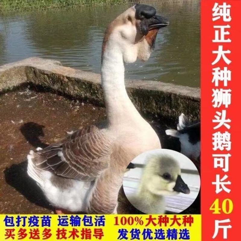 狮头鹅苗包防疫包运输包成活率货到满意付款一次合作终身朋友