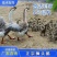 狮头鹅苗包防疫包运输包成活率货到满意付款一次合作终身朋友