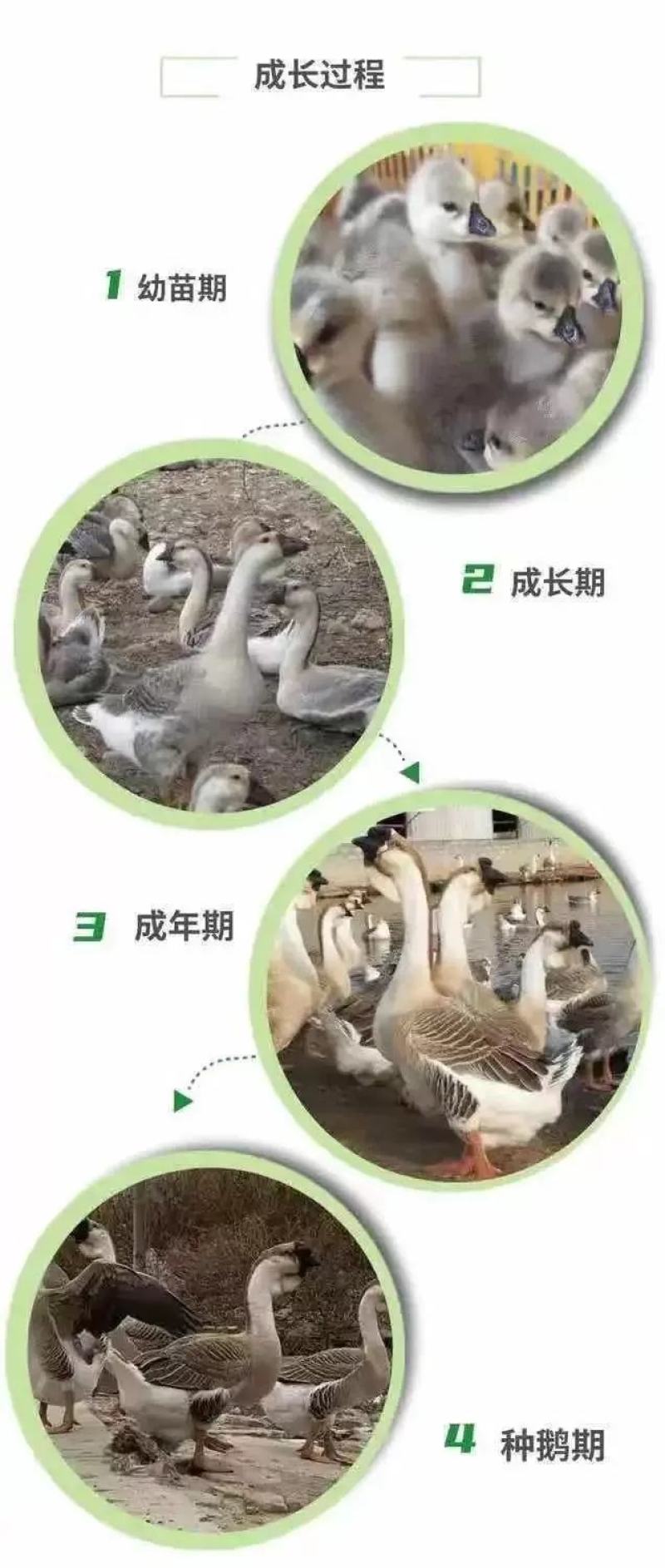 狮头鹅苗包防疫包运输包成活率货到满意付款一次合作终身朋友