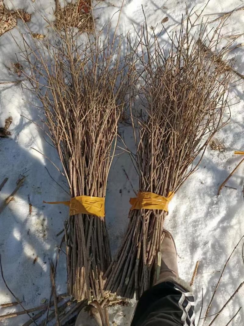 迎春花干枝东北连翘鲜切条探春花金钟花寸寸金干枝批发