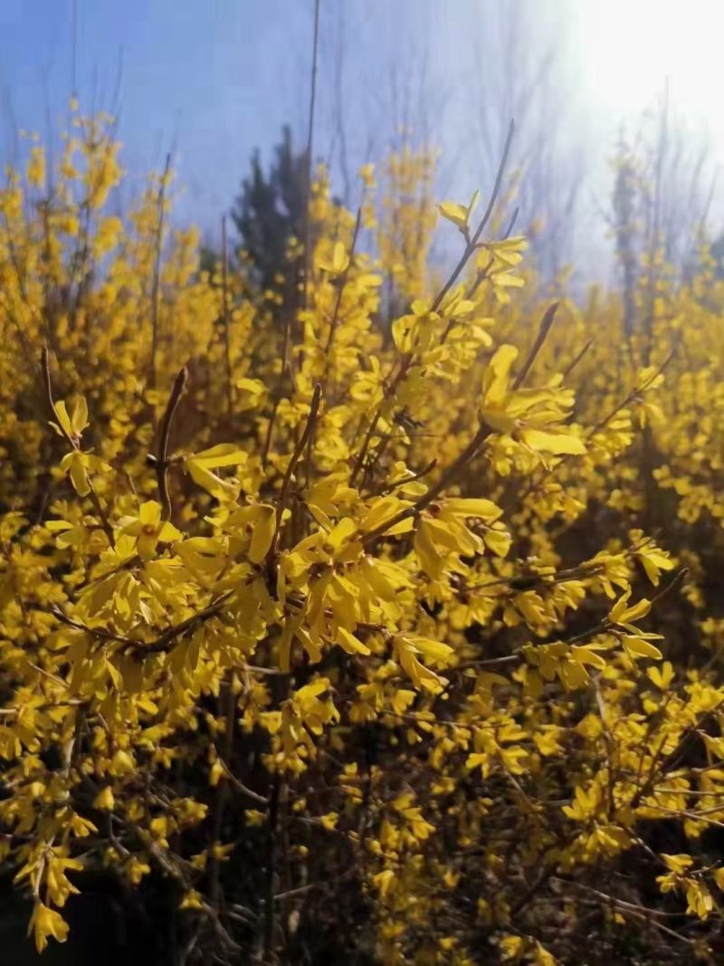 迎春花干枝东北连翘鲜切条探春花金钟花寸寸金干枝批发