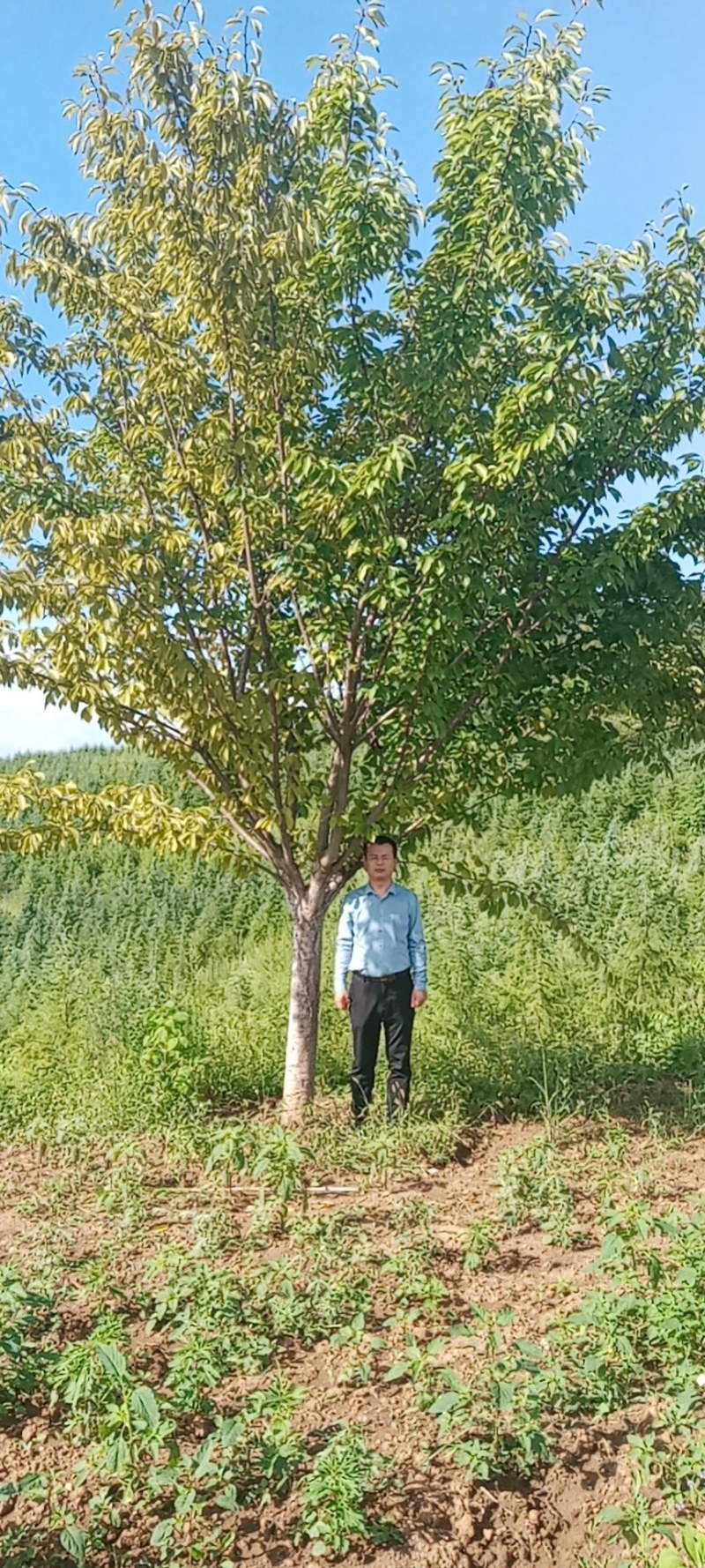 日本樱花