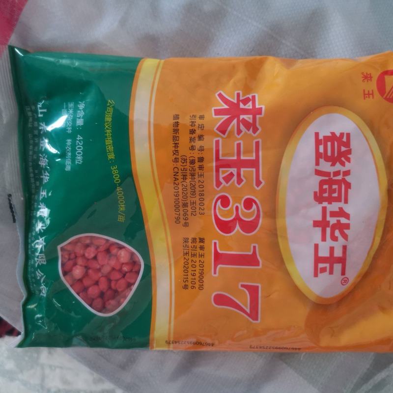 玉米种子来玉317，高抗病，高抗倒，深马齿，产量高！