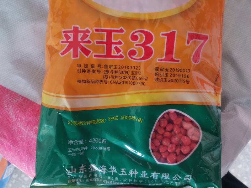 玉米种子来玉317，高抗病，高抗倒，深马齿，产量高！