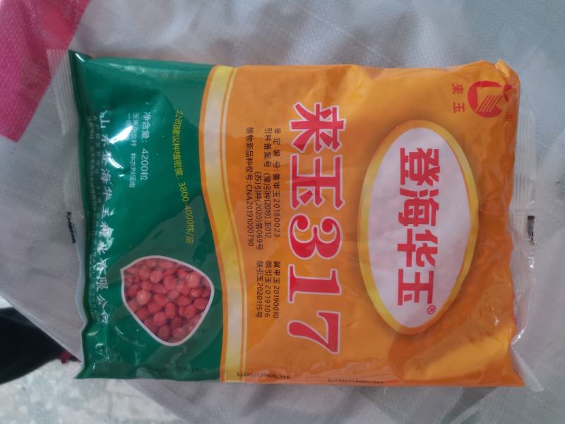玉米种子来玉317，高抗病，高抗倒，深马齿，产量高！