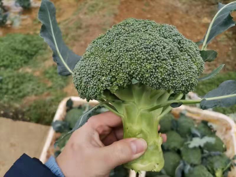 西蓝花