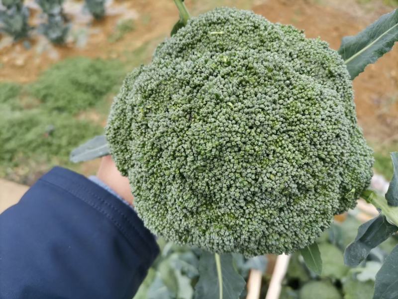 西蓝花