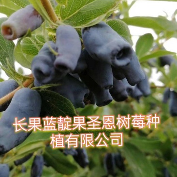蓝靛果苗，常年批发藍靛果苗，株高1米左右，结果大产量高。