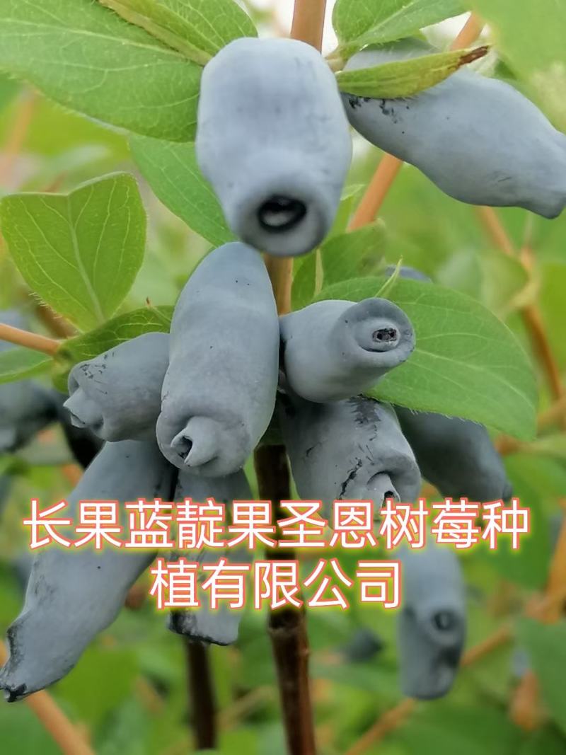 蓝靛果苗，常年批发藍靛果苗，株高1米左右，结果大产量高。