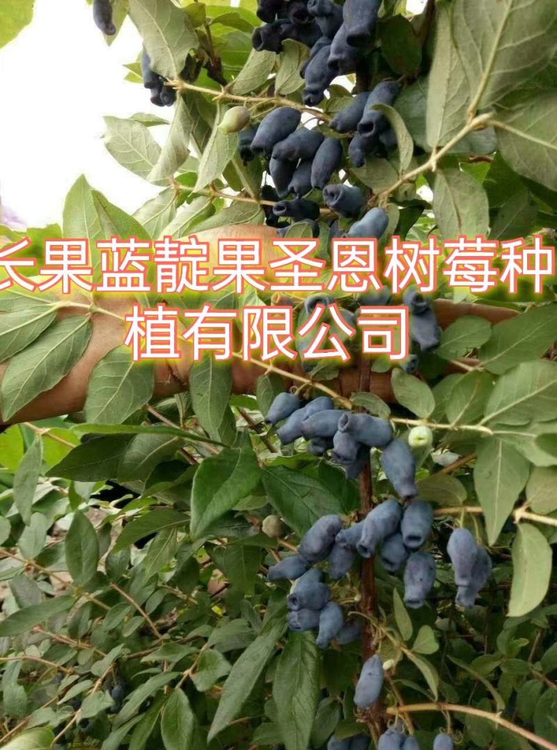蓝靛果苗，常年批发藍靛果苗，株高1米左右，结果大产量高。