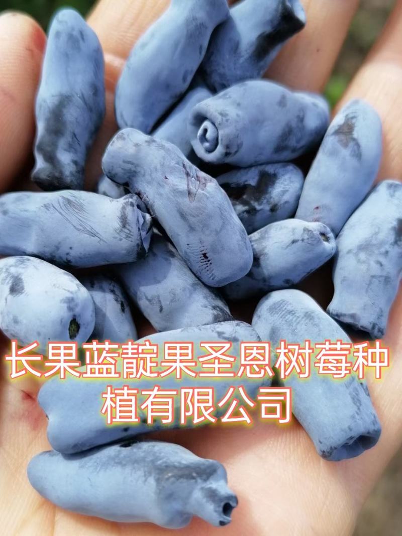 蓝靛果苗，常年批发藍靛果苗，株高1米左右，结果大产量高。