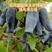 蓝靛果苗，常年批发藍靛果苗，株高1米左右，结果大产量高。