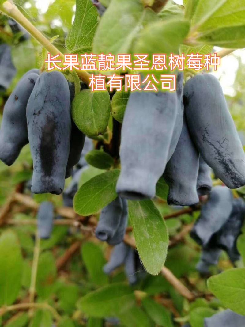 蓝靛果苗，常年批发藍靛果苗，株高1米左右，结果大产量高。