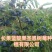蓝靛果苗，常年批发藍靛果苗，株高1米左右，结果大产量高。
