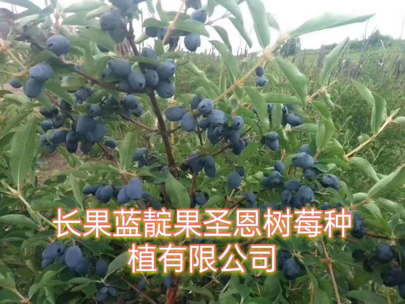 蓝靛果苗，常年批发藍靛果苗，株高1米左右，结果大产量高。