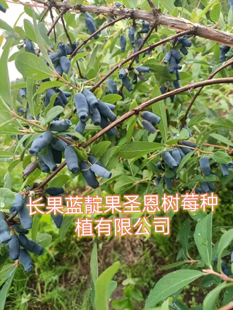 蓝靛果苗，常年批发藍靛果苗，株高1米左右，结果大产量高。