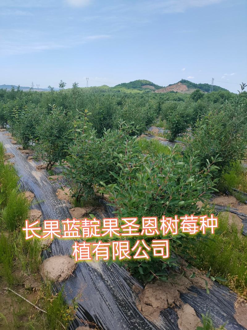 蓝靛果苗，常年批发藍靛果苗，株高1米左右，结果大产量高。