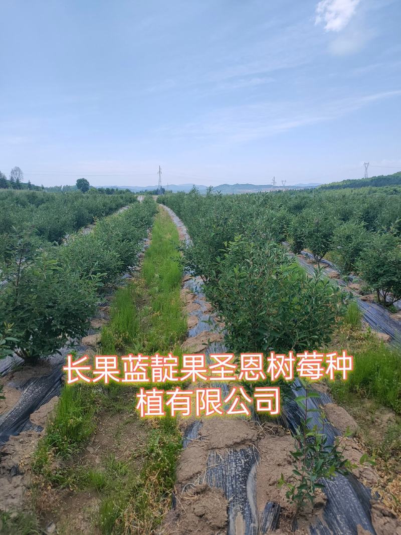蓝靛果苗，常年批发藍靛果苗，株高1米左右，结果大产量高。