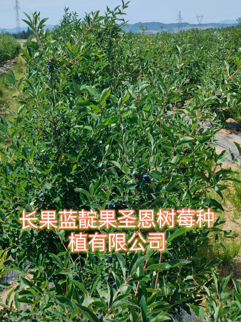 蓝靛果苗，常年批发藍靛果苗，株高1米左右，结果大产量高。
